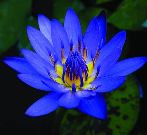 Contact information for fynancialist.de - Blue Lotus Dried Flowers. Rated 5.00 out of 5 based on 36 customer ratings. ( 36 customer reviews) $ 14.90 – $ 139.00. $ 13.41 – $ 125.10. Introducing our exquisite Organic Blue Lotus Dried Flowers (Nymphaea caerulea) – a premium product infused with the serene energy of this delightful flower. This revered aquatic plant has a rich ... 